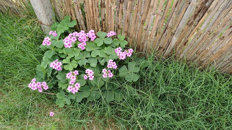 Oxalis monticola photo 4