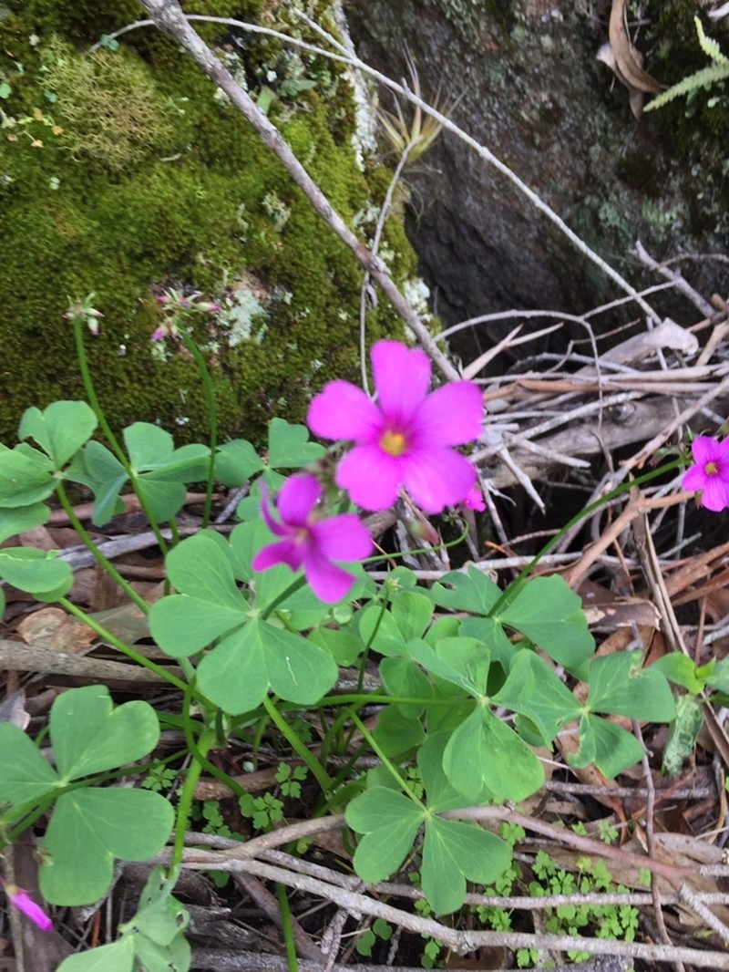 Oxalis monticola photo 5
