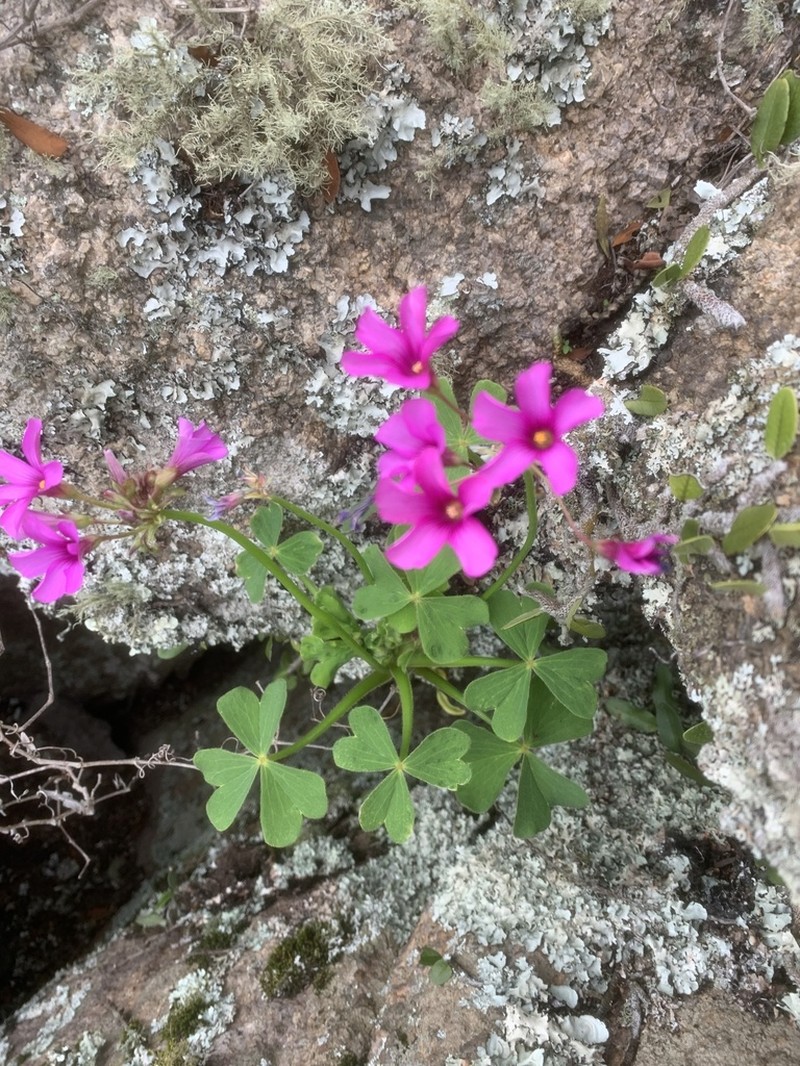 Oxalis monticola photo 6