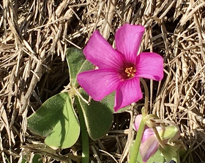 Oxalis monticola photo 7