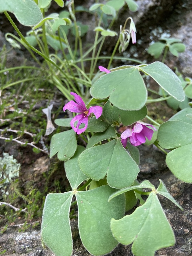 Oxalis monticola photo 8