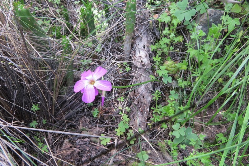 Oxalis moqueguensis