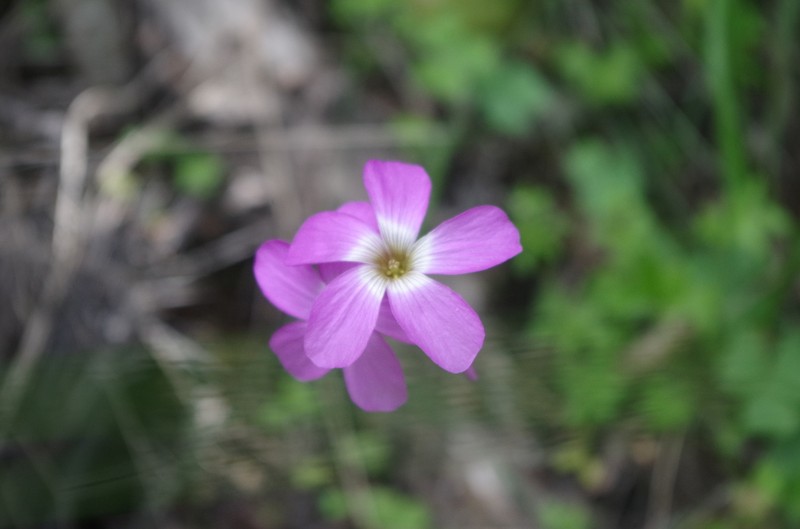 Oxalis moqueguensis photo 2