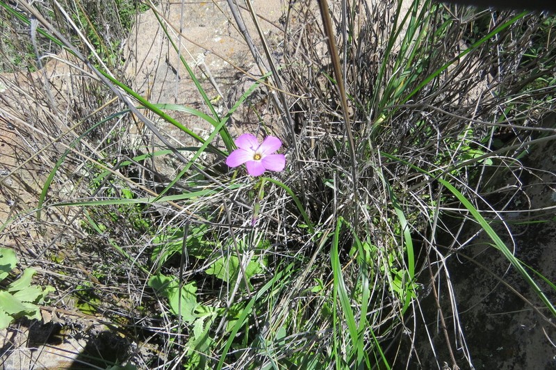 Oxalis moqueguensis photo 3