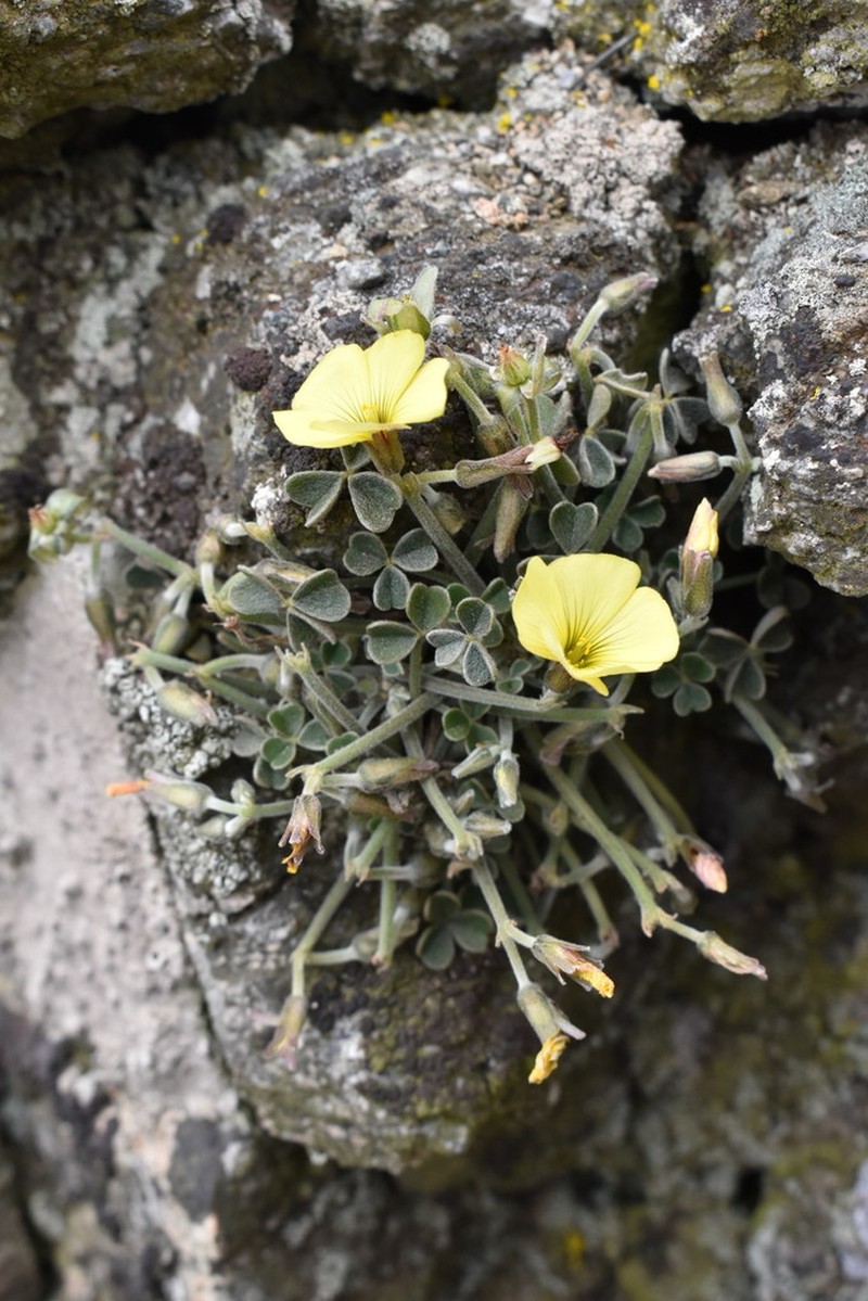 Oxalis morenoensis