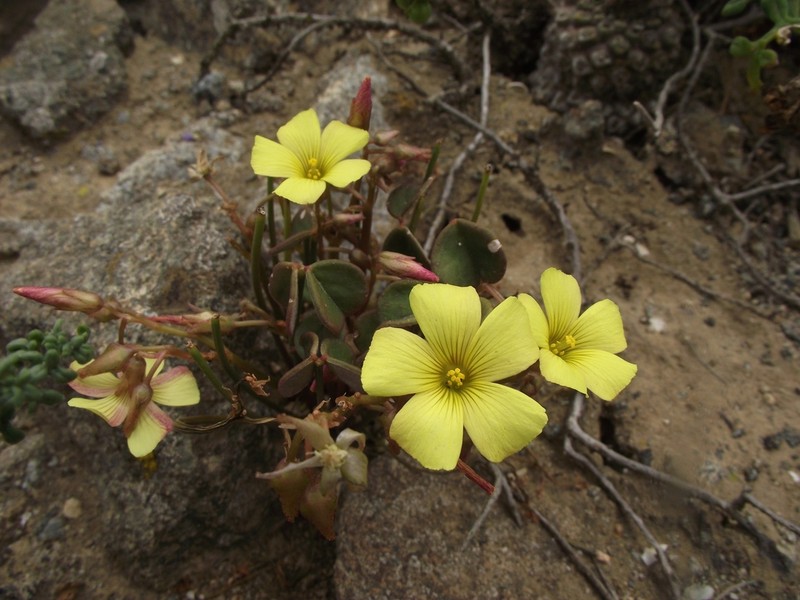 Oxalis morenoensis photo 2