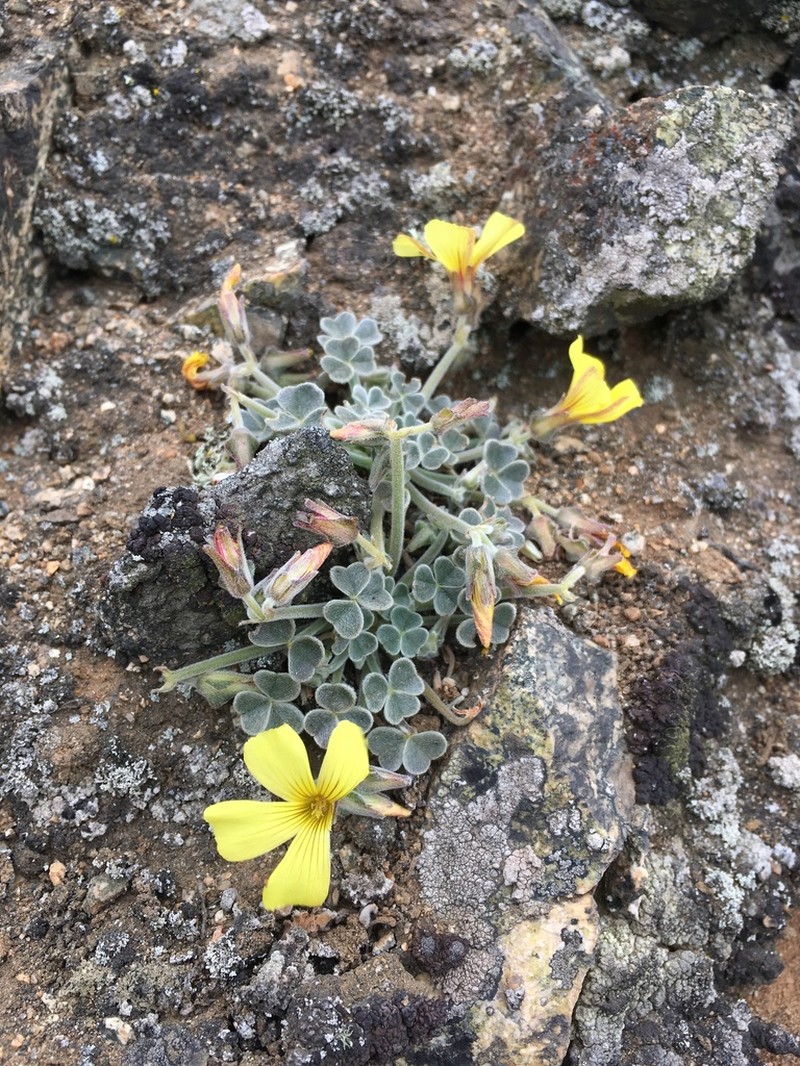 Oxalis morenoensis photo 3