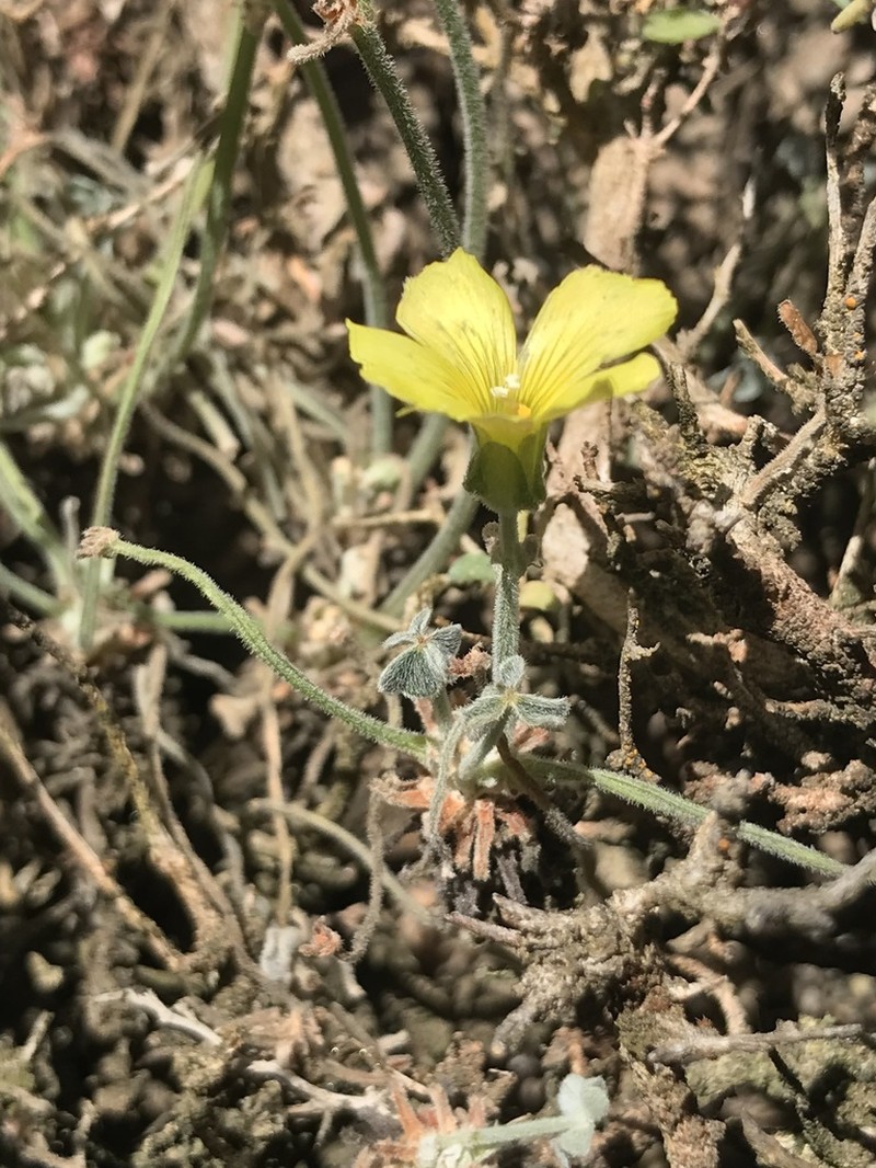 Oxalis morenoensis photo 4