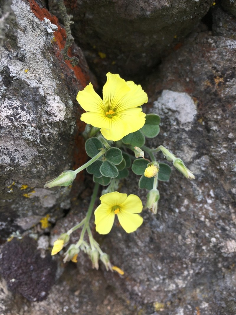 Oxalis morenoensis photo 5