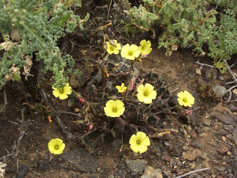 Oxalis morenoensis photo 6
