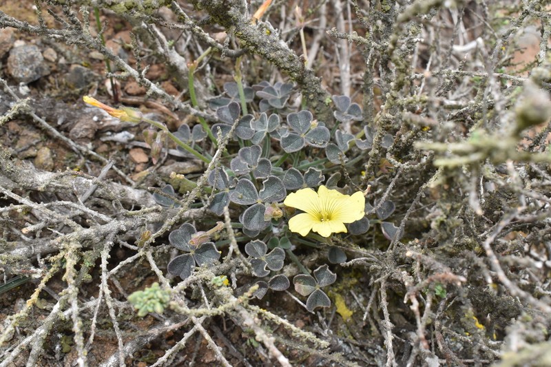 Oxalis morenoensis photo 7