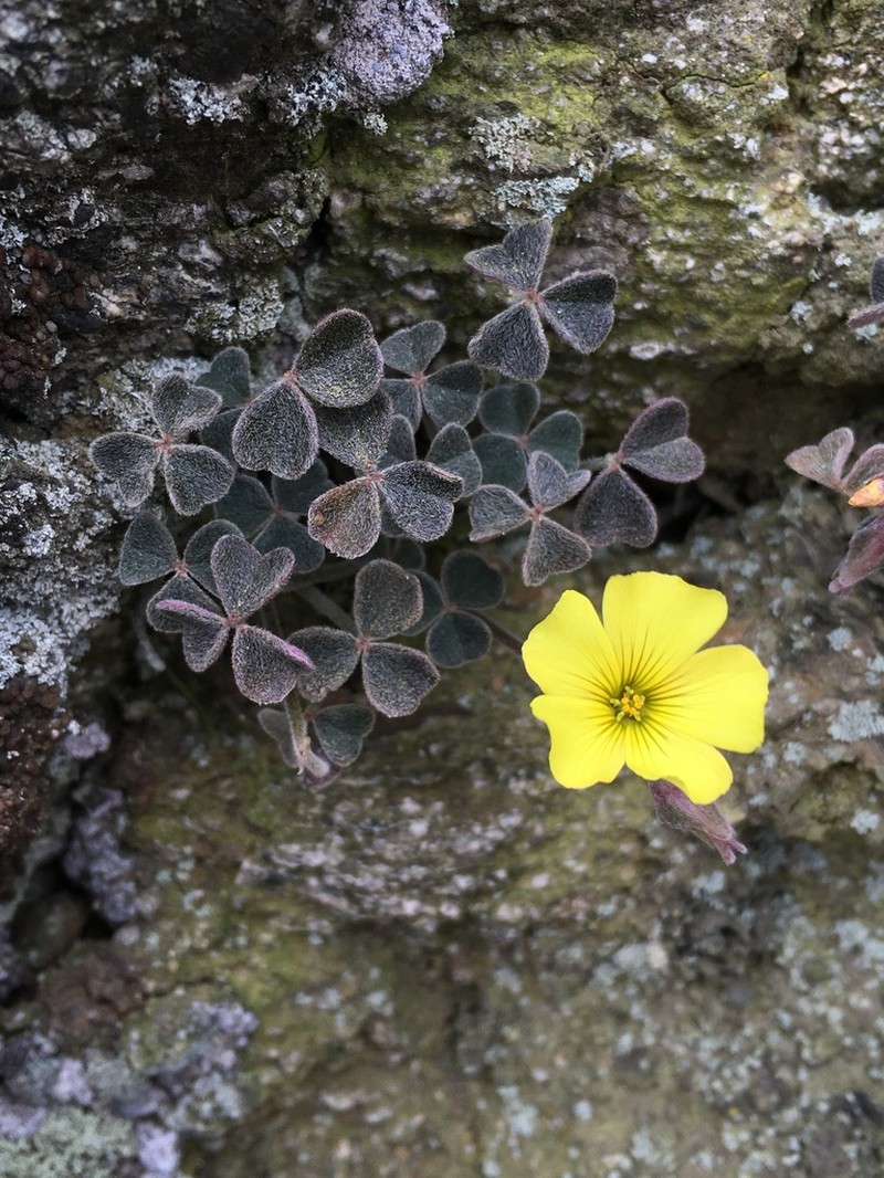 Oxalis morenoensis photo 8
