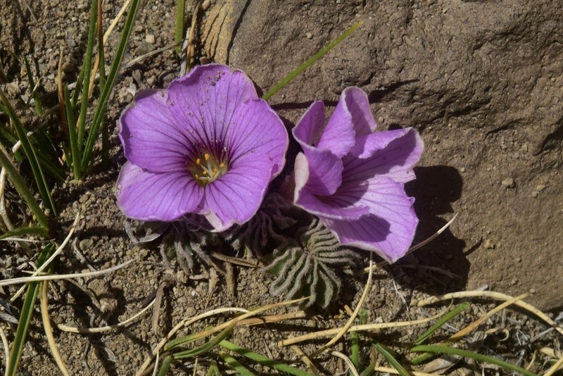 Oxalis morronei