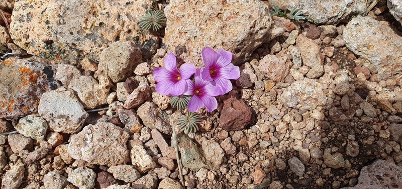 Oxalis morronei photo 2