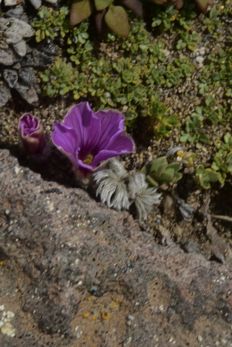 Oxalis morronei photo 3