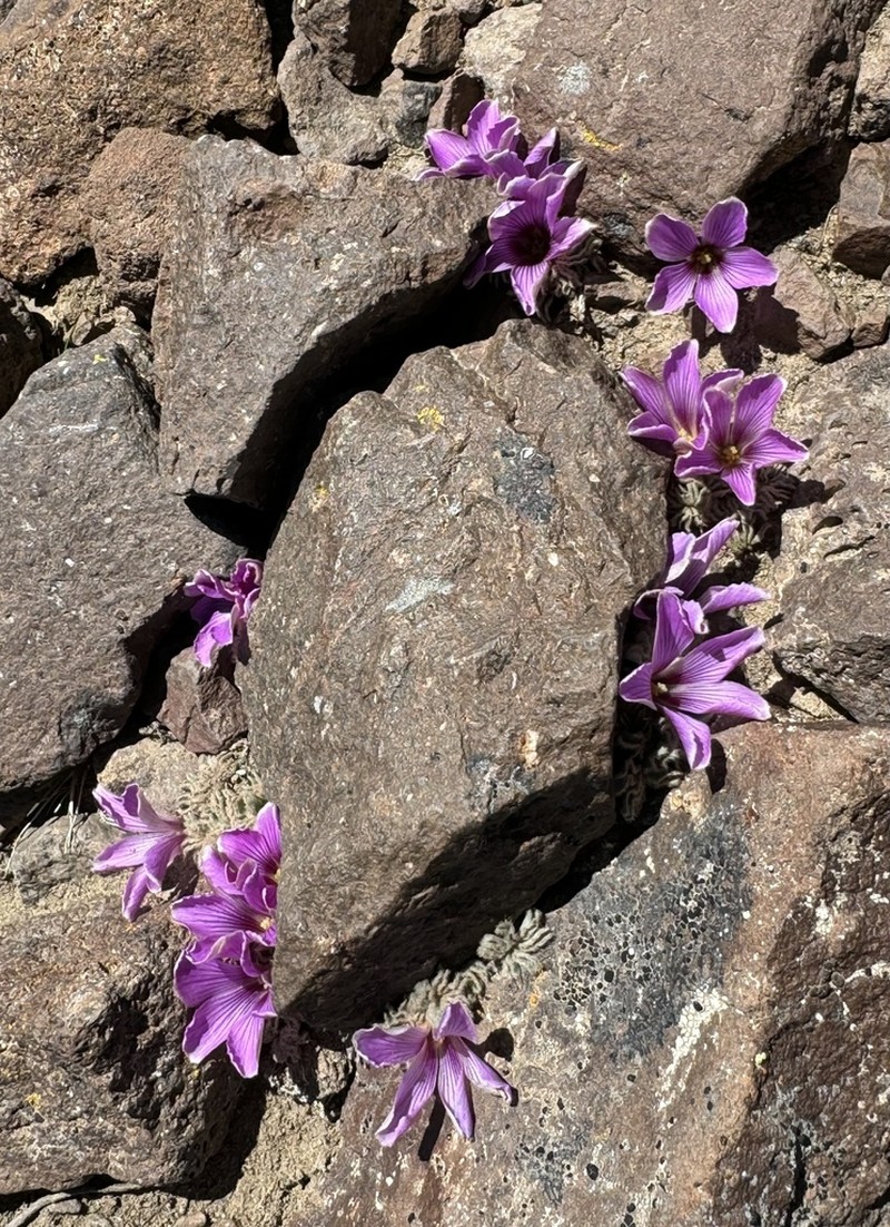 Oxalis morronei photo 4