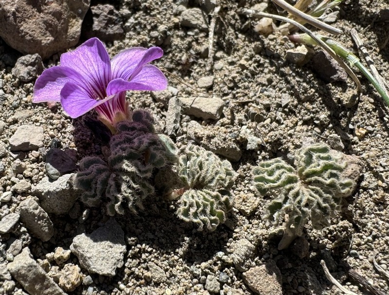 Oxalis morronei photo 5