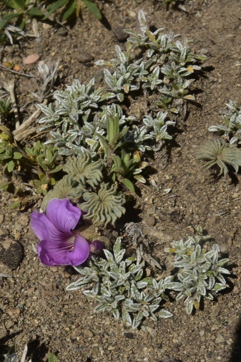 Oxalis morronei photo 6