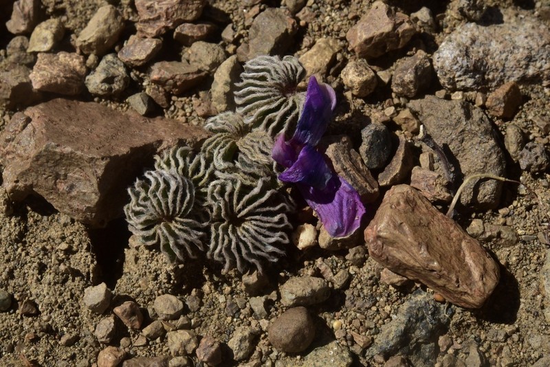 Oxalis morronei photo 7