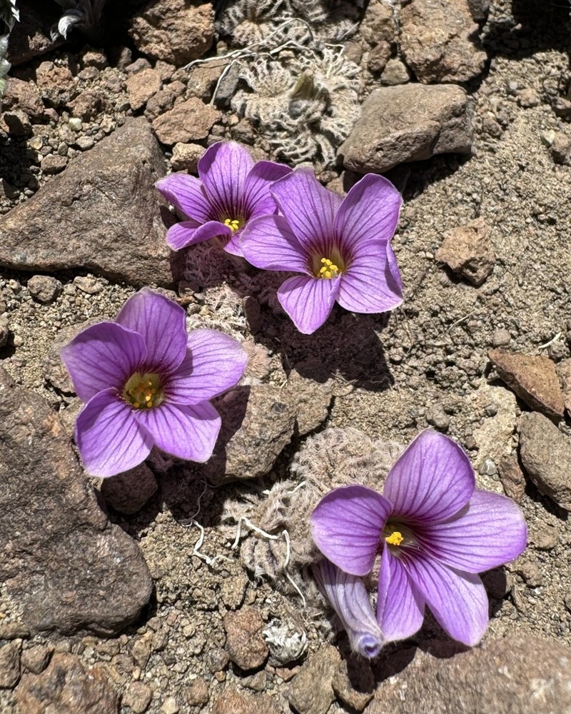 Oxalis morronei photo 8
