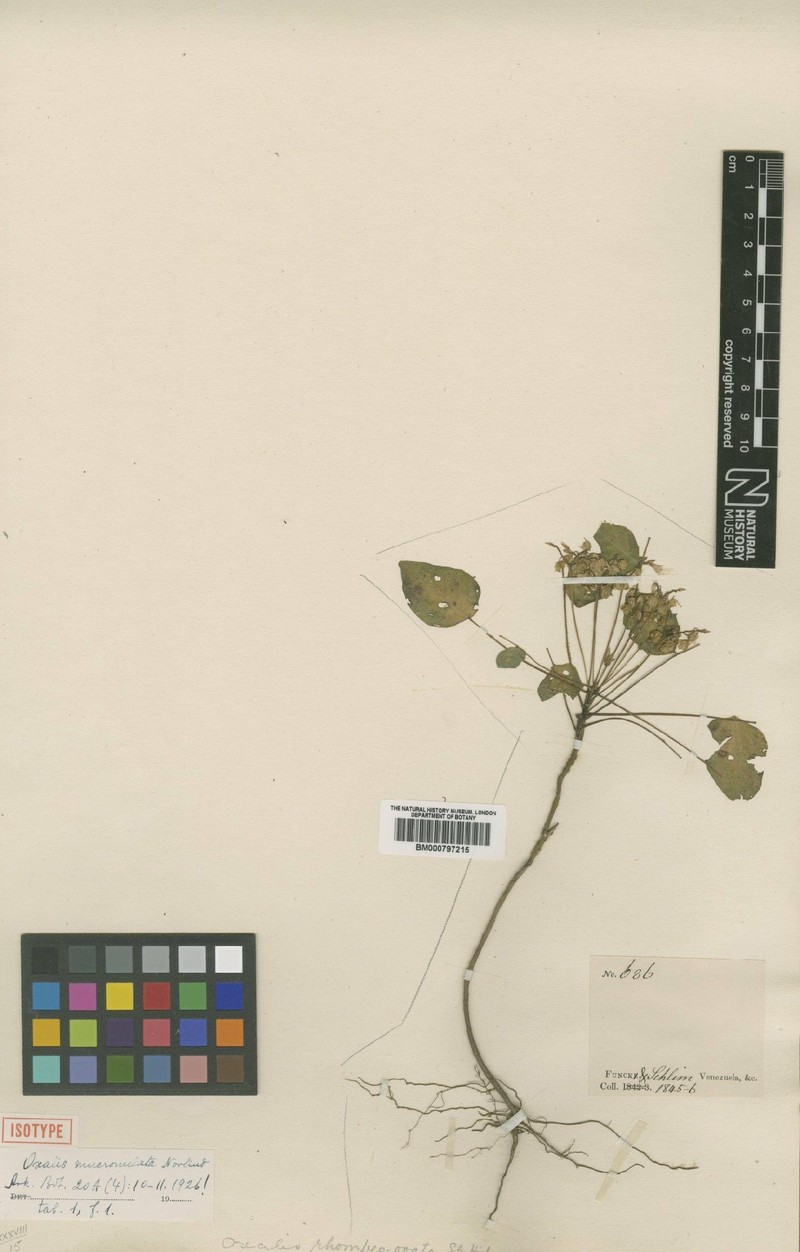 Oxalis mucronulata