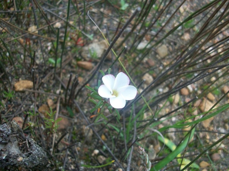 Oxalis multicaulis