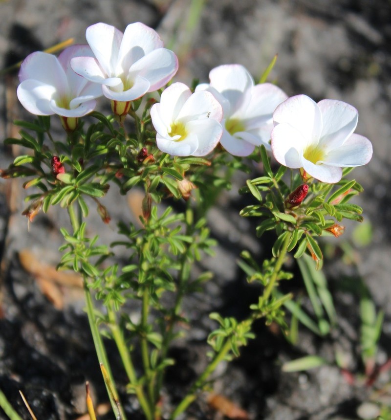 Oxalis multicaulis photo 2