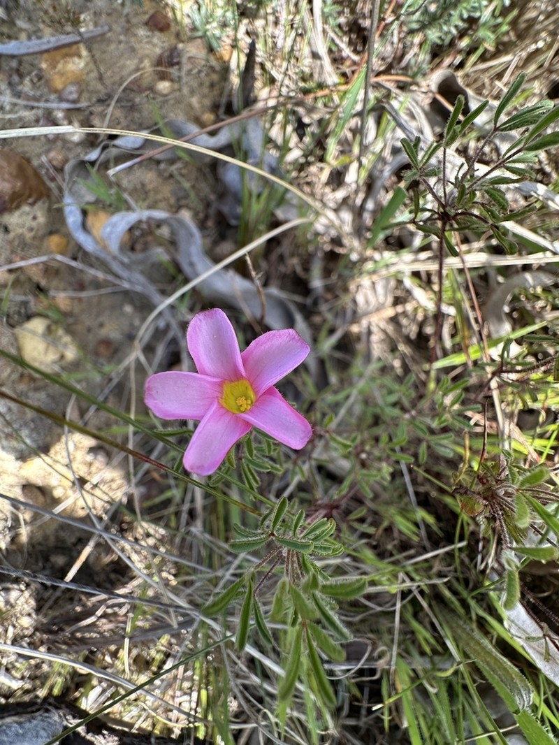 Oxalis multicaulis photo 3