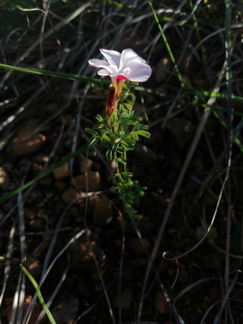Oxalis multicaulis photo 4