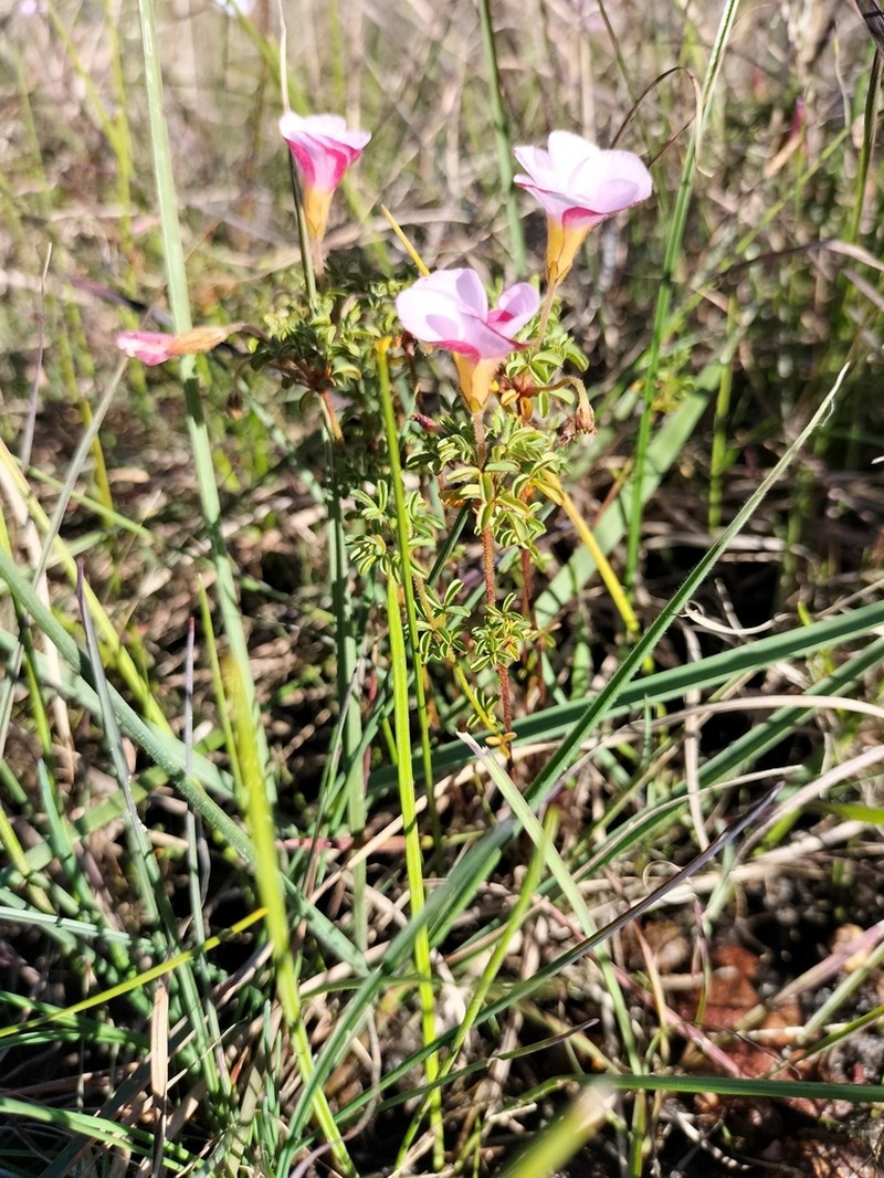Oxalis multicaulis photo 5