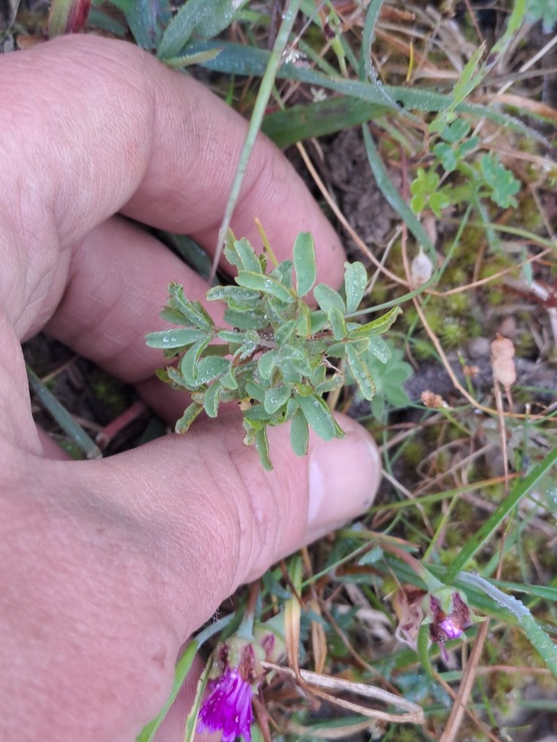 Oxalis multicaulis photo 6