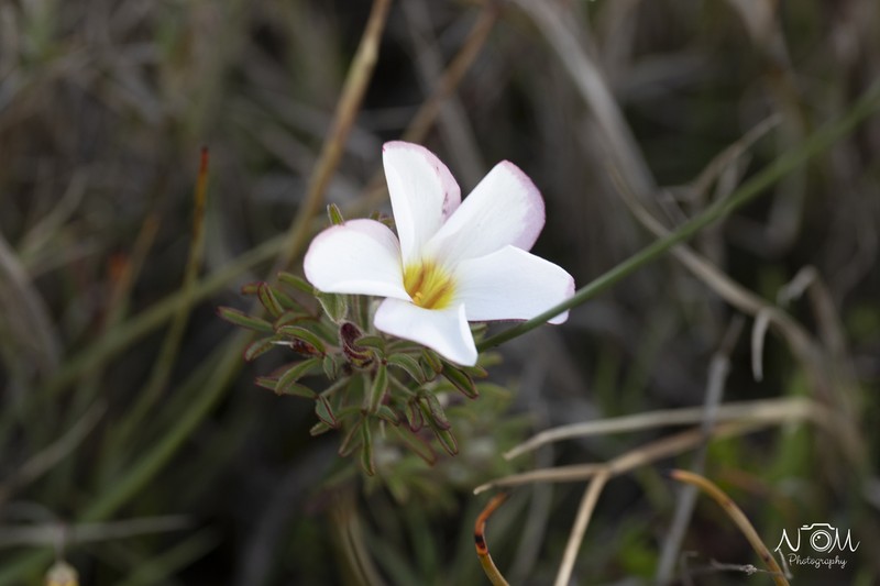 Oxalis multicaulis photo 7