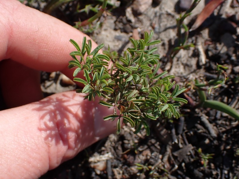 Oxalis multicaulis photo 8