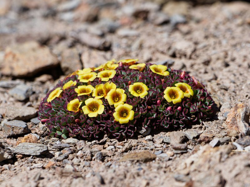 Oxalis muscoides