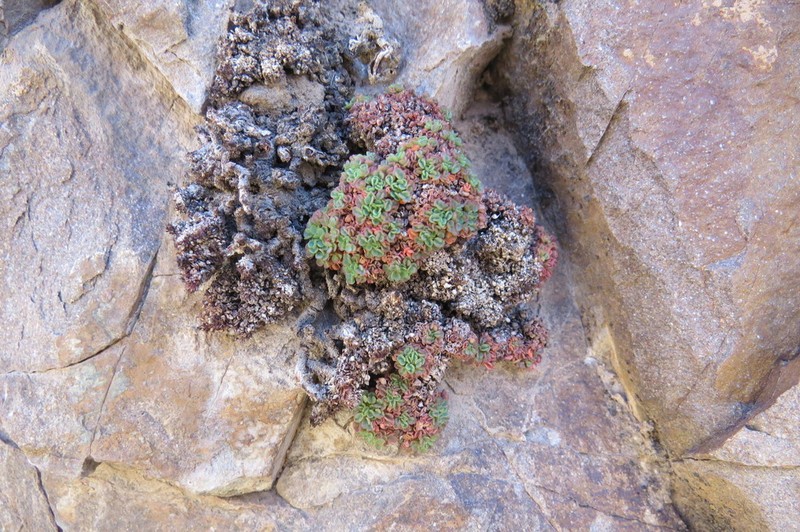 Oxalis muscoides photo 2