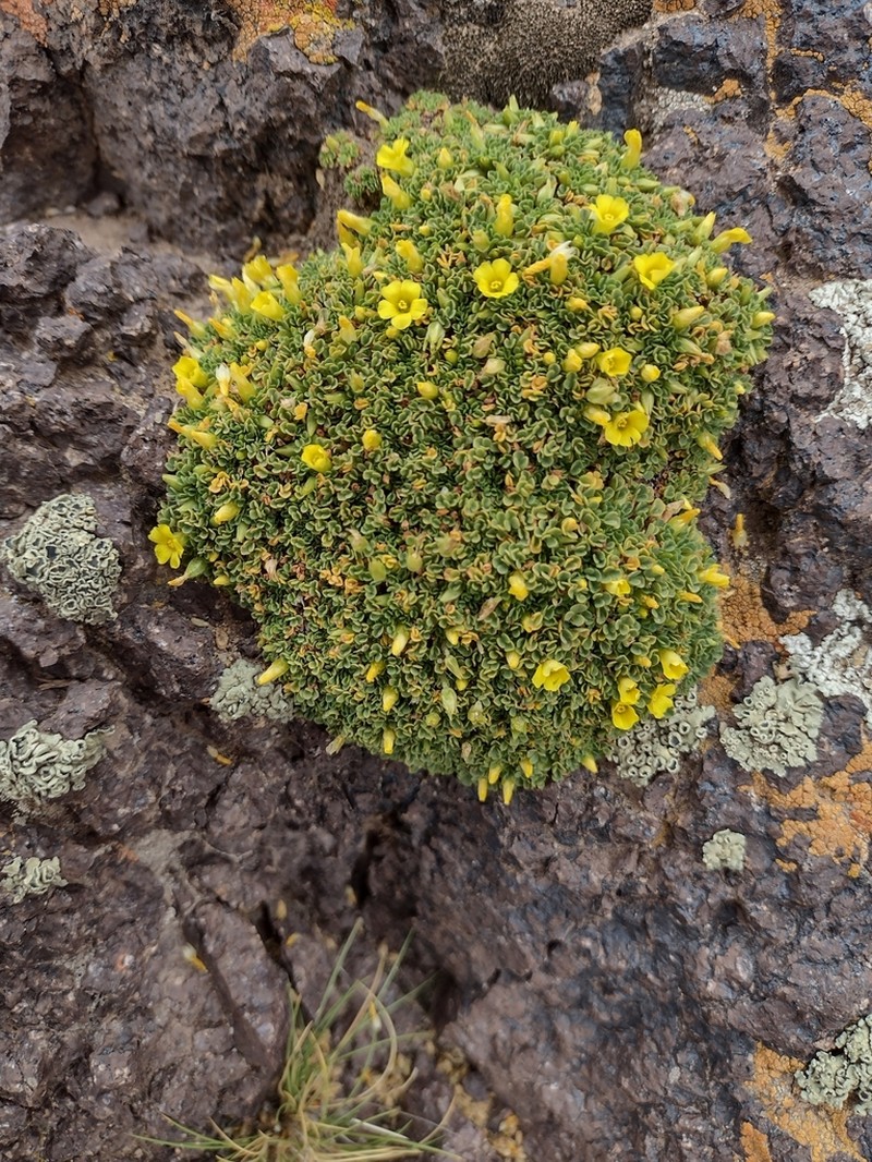 Oxalis muscoides photo 3