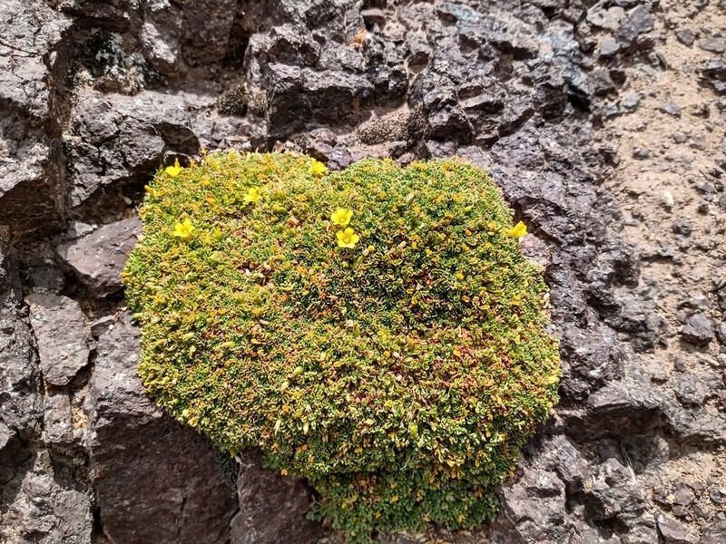 Oxalis muscoides photo 4
