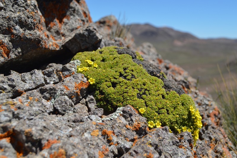 Oxalis muscoides photo 5