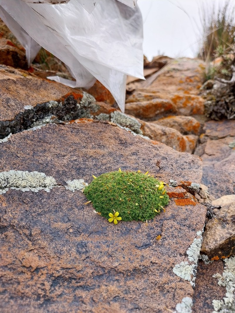 Oxalis muscoides photo 6