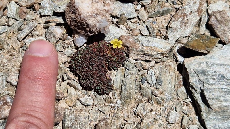 Oxalis muscoides photo 7