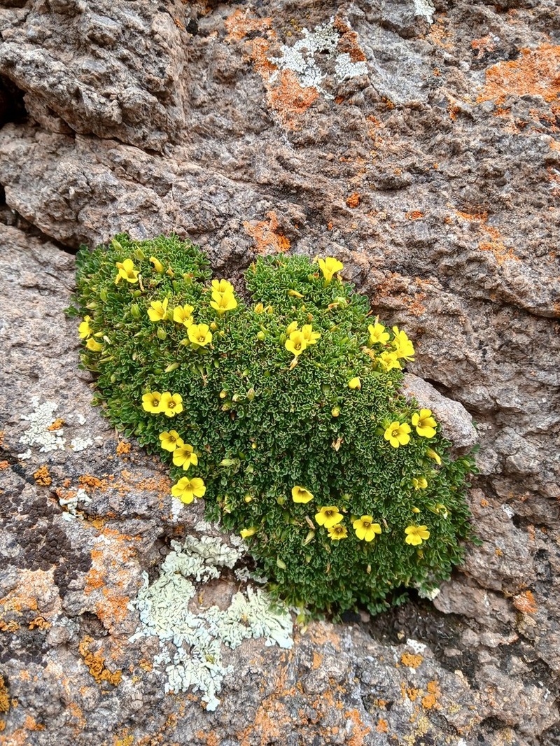 Oxalis muscoides photo 8