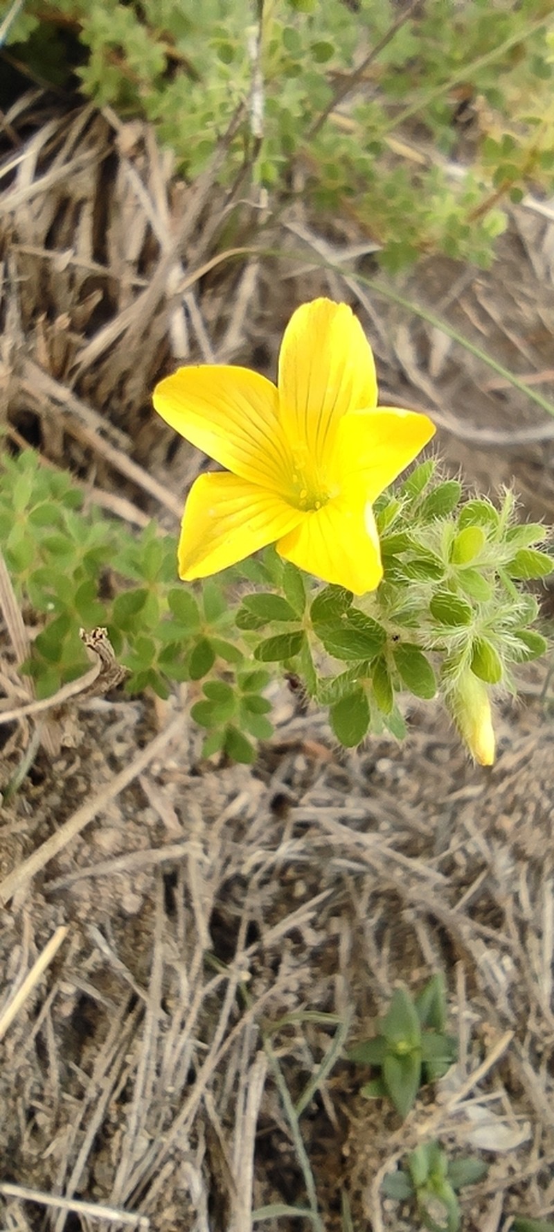Oxalis myriophylla
