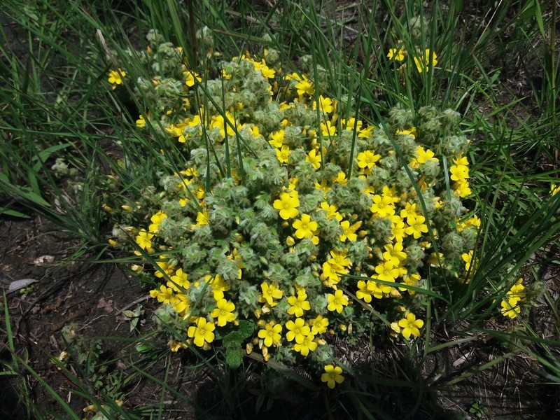 Oxalis myriophylla photo 2