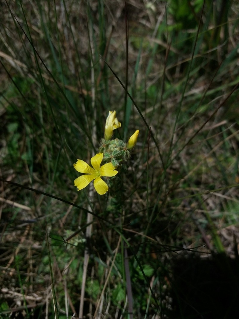Oxalis myriophylla photo 3