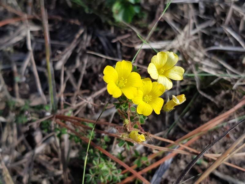 Oxalis myriophylla photo 4