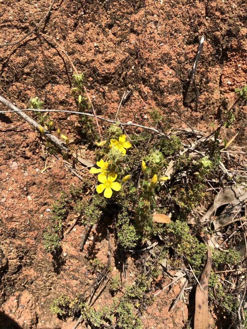 Oxalis myriophylla photo 5