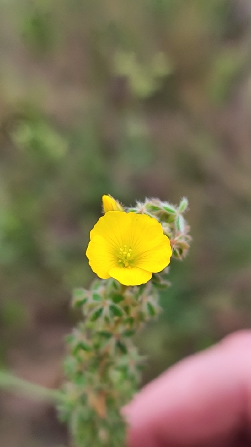 Oxalis myriophylla photo 6