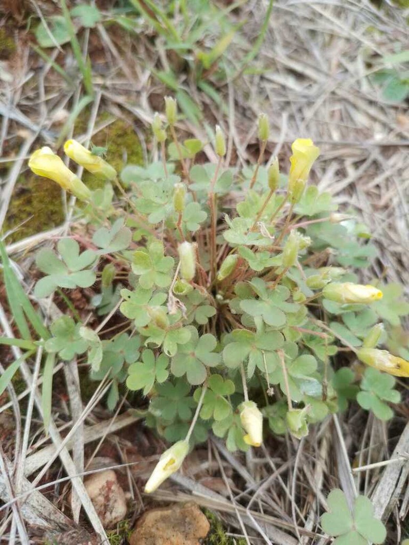 Oxalis myriophylla photo 8