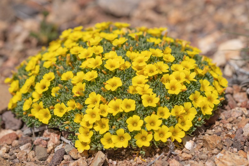 Oxalis nahuelhuapiensis