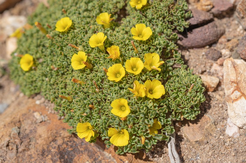 Oxalis nahuelhuapiensis photo 2